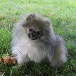 Yeti - Cream sable male Pomeranian puppy in Midland, Michigan from A&M Pomeranians
