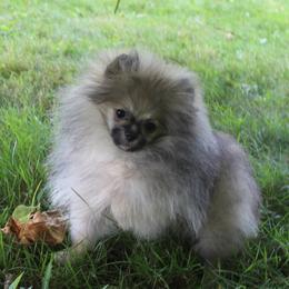 Yeti - Cream sable male Pomeranian puppy in Midland, Michigan from A&M Pomeranians