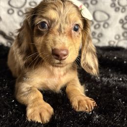 Pearl Krabs - Dapple female Dachshund puppy in Washington from Beautiful Doxies