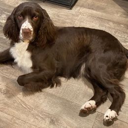 English Springer Spaniels from Bristol’s Southern Spaniels