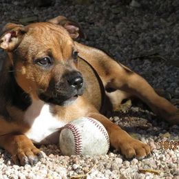 Staffordshire Bull Terrier Puppies from Red Rocks Staffordshire Bull Terriers