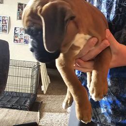 Boxer and Shih Tzu Puppies from L&L European Boxers and Shih Tzus
