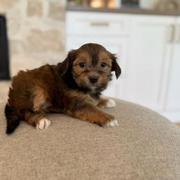 Bella - Red sable female Havanese puppy in South Jordan, Utah from Lady Paws Puppies - Cassie