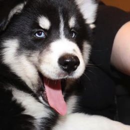 Pomskies from DoubleBee Pomsky Pups