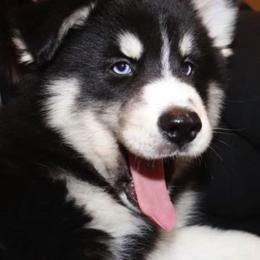 Pomskies from DoubleBee Pomsky Pups