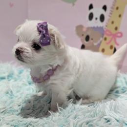 Snow White - White and lemon female Morkie puppy in Eureka, California from Bratpack Babydolls