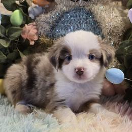 Girl 1 - Red merle female Miniature Australian Shepherd puppy in Ola, Arkansas from Peaceful Acres