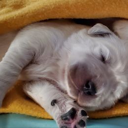 Golden Retriever Puppies from Iron Rose Retrievers