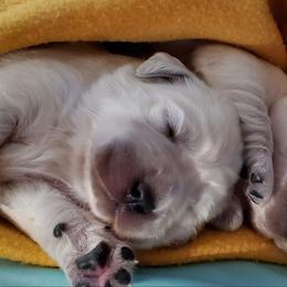 Golden Retriever Puppies from Iron Rose Retrievers