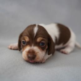 Boy 3 - Piebald male Dachshund puppy in Quemado, New Mexico from TNT Dachshunds