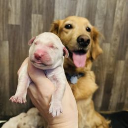 Girl 1 - Light golden female Golden Retriever puppy in Harrisburg, North Carolina from Bunn Ranch Goldens & Bernese