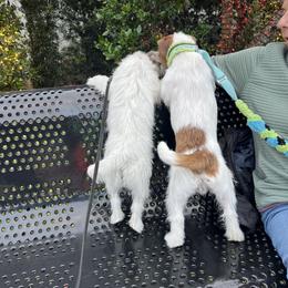 Chinese Crested and Russell Terrier All Grown Up from Jumping Jacks Russells