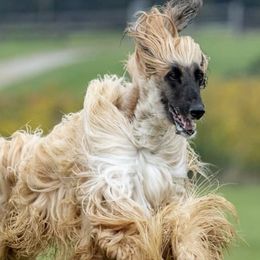 Afghan Hounds from Suni Afghan Hounds