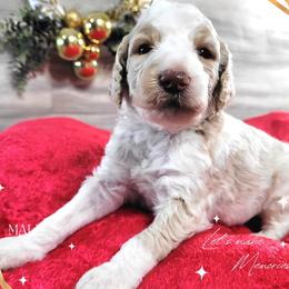 Poodle Puppies from Athena Smiles Standard Poodles
