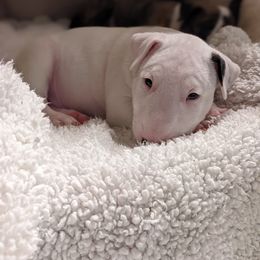 Bull Terrier Puppies from Old England Bull Terriers