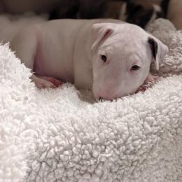 Bull Terrier Puppies from Old England Bull Terriers