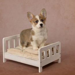 American Corgi and Pembroke Welsh Corgi Puppies from The Adirondack Corgi