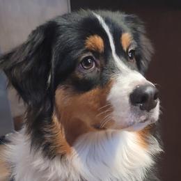 Hope - Australian Shepherd