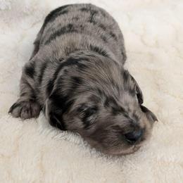 Ferdinand - Dapple male Dachshund puppy in Sonora, Kentucky from Maple Hill Miniature Dachshunds