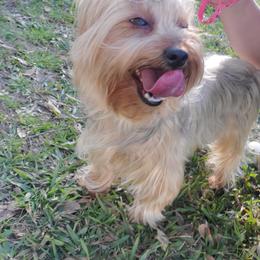 Sunnie - Yorkshire Terrier