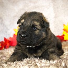 German Shepherd Puppies from Journey's German Shepherds (Kennel Vom Himmel)