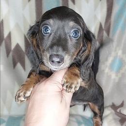 FIONA - BLUE and TAN - Gray (blue) and tan female Dachshund puppy in Swink, Oklahoma from Palali Farm