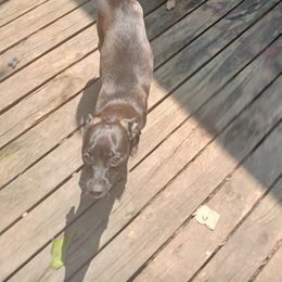 Bae - Chihuahua
