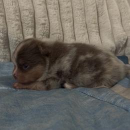 Sarah - Lavender female Pomeranian puppy in Sandia, Texas from Broken Arrow Poms