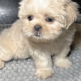 Shih Tzu Puppies from Willow’s Wonderful Shih Tzu