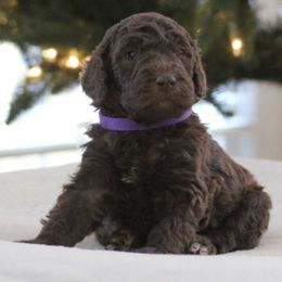 Poodle Puppies from Absolutely Pampered Poodles