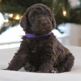 Poodle Puppies from Absolutely Pampered Poodles