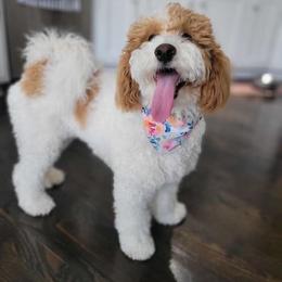 Abbey Road - Goldendoodle