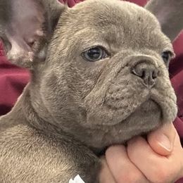 Meela - French Bulldog