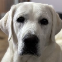 Labrador Retrievers from Wagging lab tails