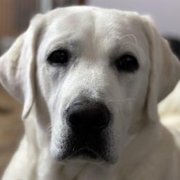 Labrador Retrievers from Wagging lab tails