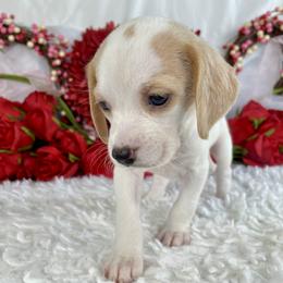 Pearl - Lemon and white female Beagle puppy in Katy, Texas from Houston’s Howlin’ Hounds