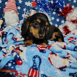 Darwin - Black and tan male Dachshund puppy in Hudson, Michigan from Mittentail Kennel Miniature Dachshunds & Australian Shepherds
