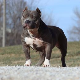 Meena - American Bully