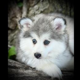 Pomsky and Siberian Husky Puppies from A-Dream Pomsky Kennel