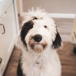 Norah - Sheepadoodle