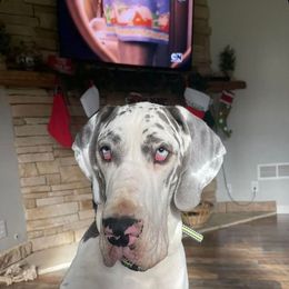 Iris - Great Dane