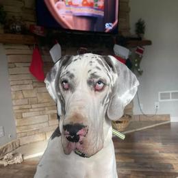 Iris - Great Dane