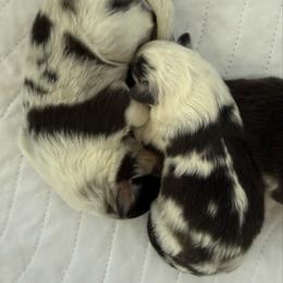 Girl 1 - Blue merle white and tan female Shetland Sheepdog puppy in Chandler, Arizona from Az K9 Companions