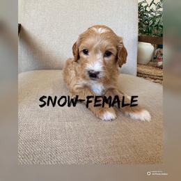 Snow - Red  female Goldendoodle puppy in Glendale, Arizona from Follow Your Bliss Doodles