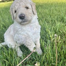 Goldendoodles from Nevaeh's Goldendoodles
