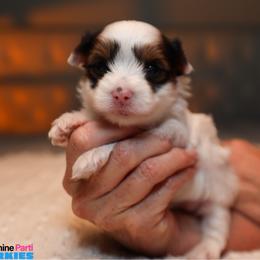 Frank - Parti male Yorkshire Terrier puppy in Pembroke Pines, Florida from Sunshine Parti Yorkies