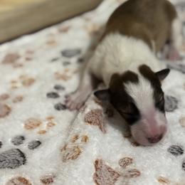 Boy 4 - male Scottish Collie puppy in Newcastle, Wyoming from 7K Collies