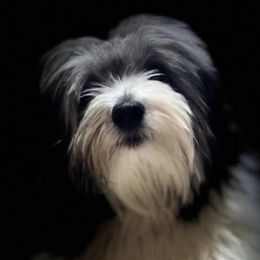 Cotons de Tulear from Majestic Creek Puppies