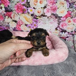 Pup 4 - Black and tan female Yorkshire Terrier puppy in Polk City, Florida from Yorkies by Casey