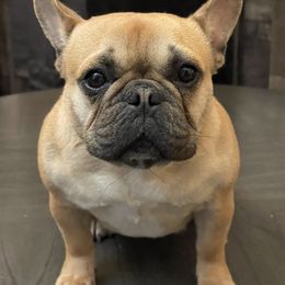French Bulldogs from Kendall's French Bulldogs